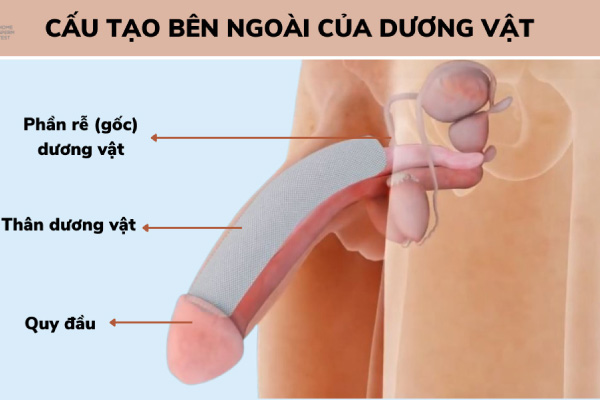 Bộ phận sinh dục nam chuẩn đẹp của người Việt Nam dưới góc nhìn nữ giới